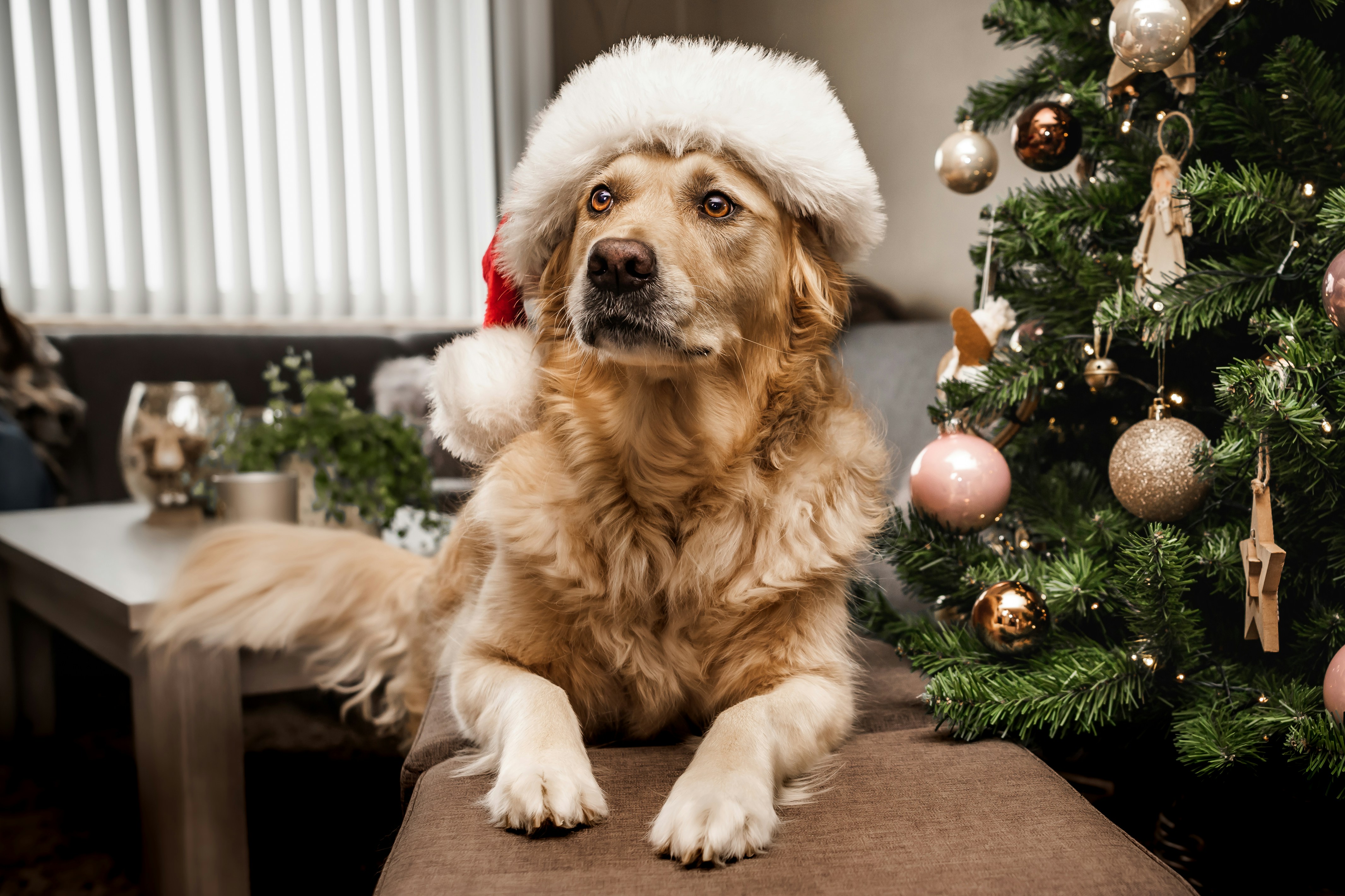Christmas At Home